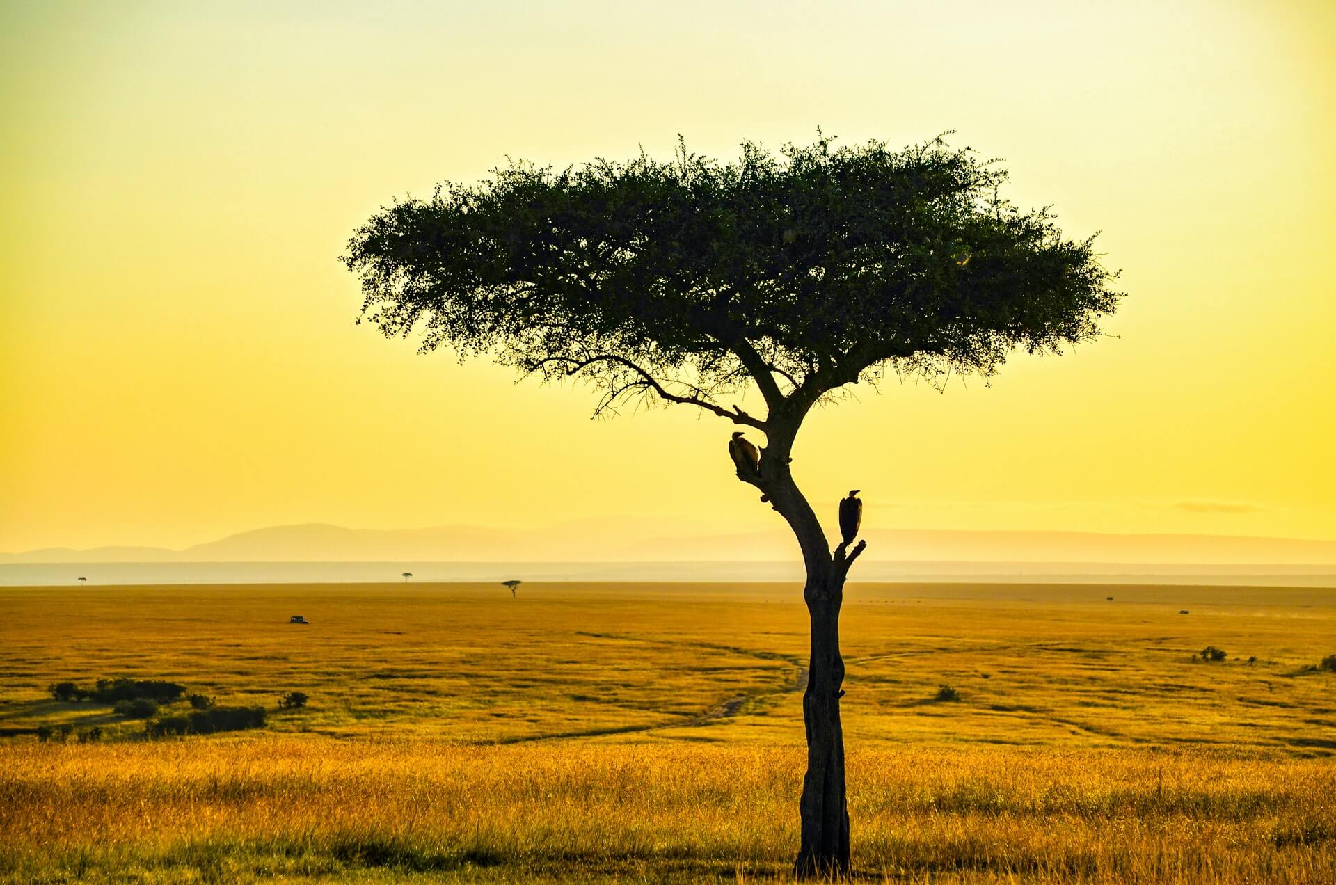 Africa4